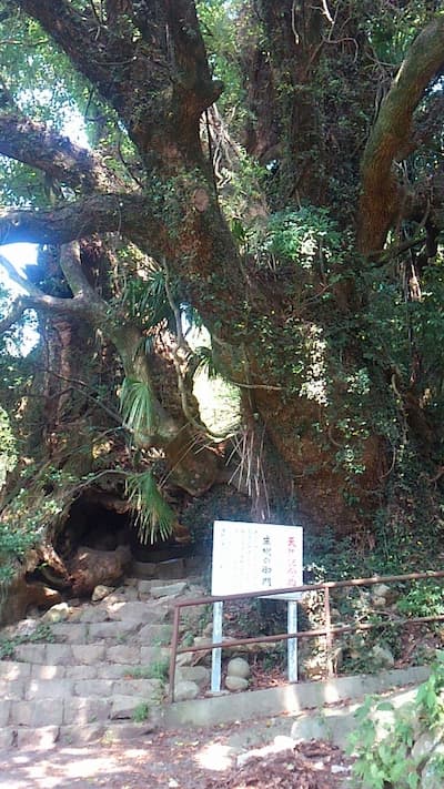 大三島 生樹の御門
